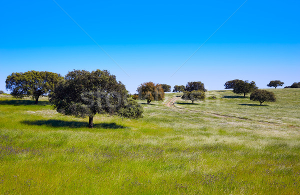 Dehesa grassland by via de la Plata Spain Stock photo © lunamarina