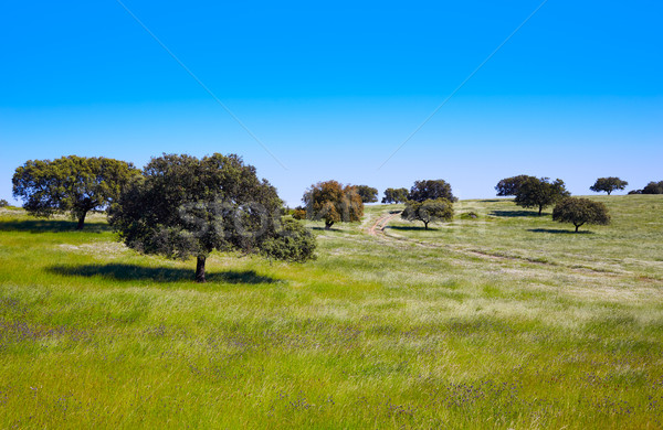 La Spania mod natură copaci câmp Imagine de stoc © lunamarina