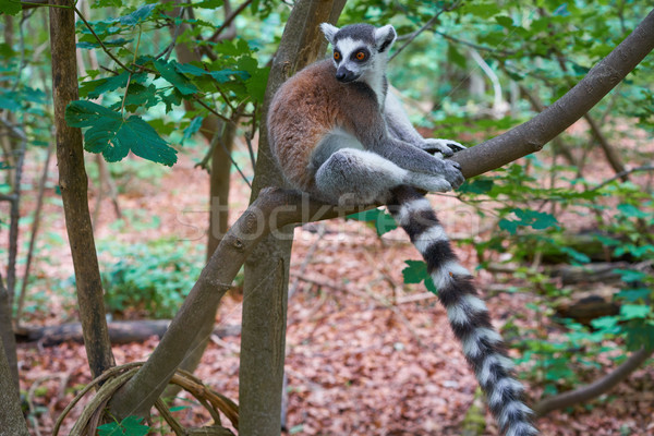 Ring tailed lemur outdoor forest Stock photo © lunamarina