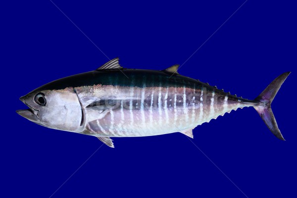 Foto stock: Atum · isolado · azul · real · peixe · água