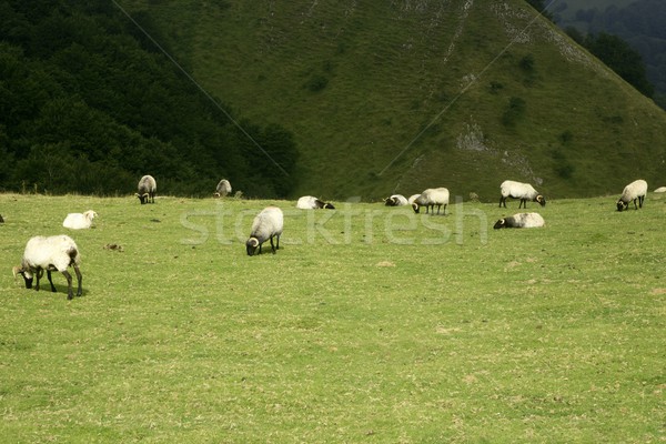 Green meadow with Pyrenees sheeps Stock photo © lunamarina