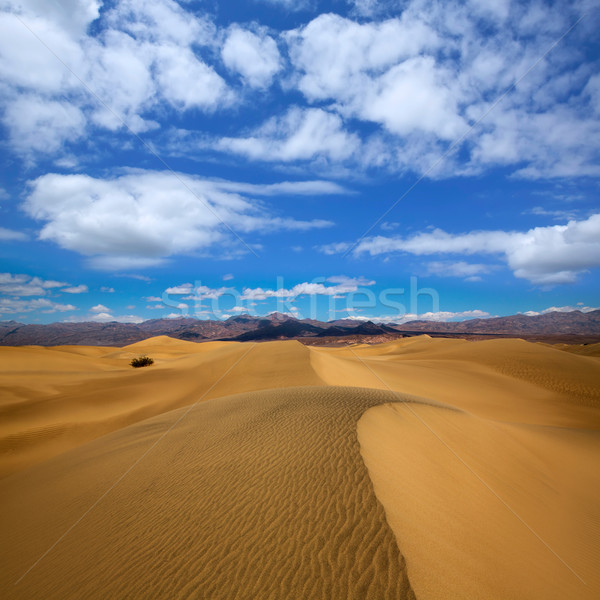 Mesquite Dunes desert in Death Valley National Park Stock photo © lunamarina