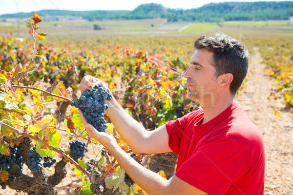 Winemaker harvesting Bobal grapes in mediterranean Stock photo © lunamarina