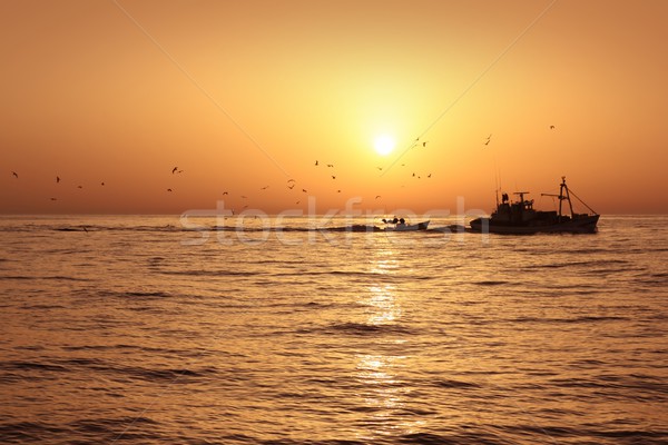 Professionelle sunrise Hintergrundbeleuchtung Möwen unter Stock foto © lunamarina
