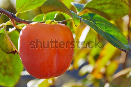 persimmon khaki fruit in the tree with leafs Stock photo © lunamarina