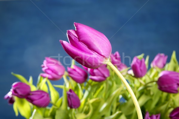 Stockfoto: Tulpen · roze · bloemen · Blauw · studio