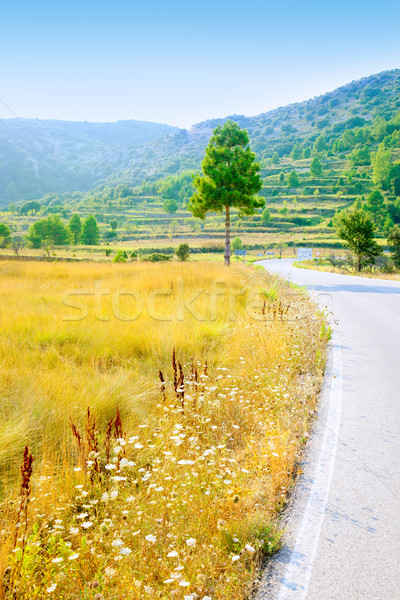 Altın çim alanı yol sınır çam ağacı dağlar Stok fotoğraf © lunamarina