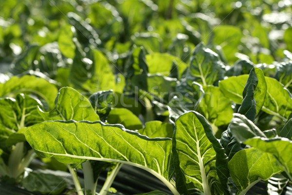 green chard cultivation in a hothouse field Stock photo © lunamarina