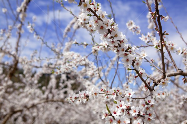 Almond flower trees field  pink white flowers Stock photo © lunamarina