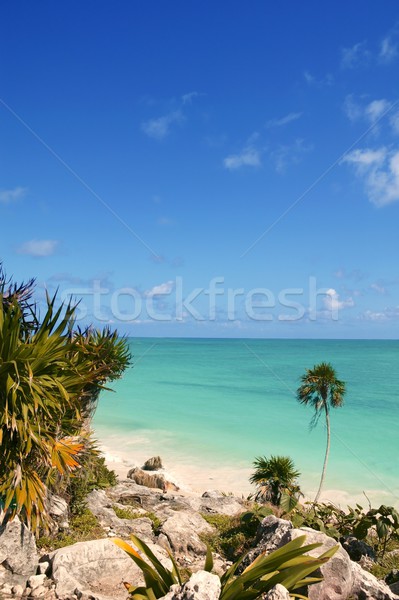 tulum mayan riviera tropical beach palm trees Stock photo © lunamarina