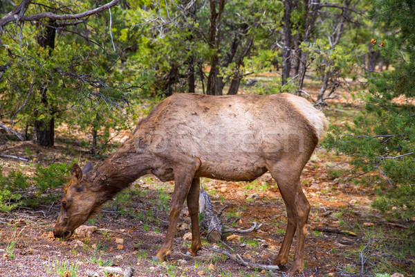 Elk Deer grazing in Arizona Grand Canyon Park Stock photo © lunamarina