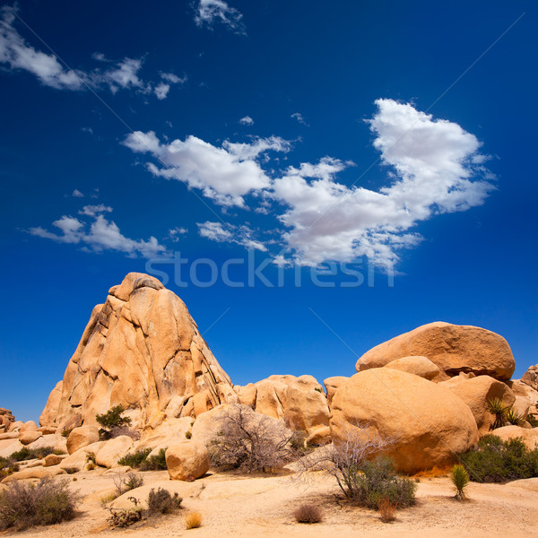 árvore parque cruzamento rocha Califórnia deserto Foto stock © lunamarina