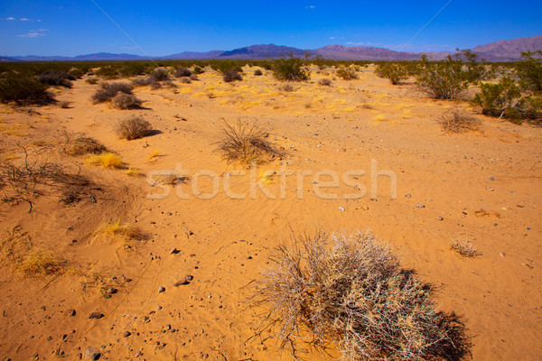 Mohave desert in California Yucca Valley Stock photo © lunamarina
