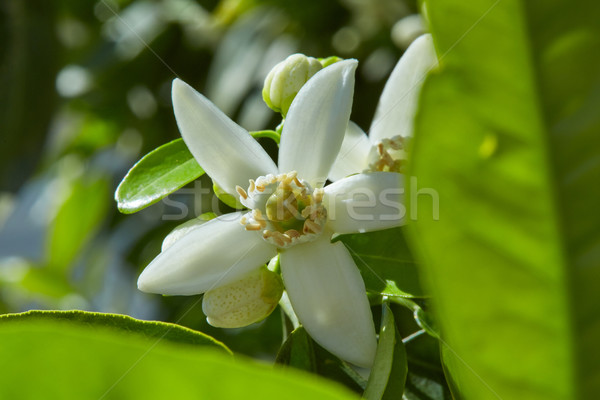 Orange blossom flowers in mediterranean tree Stock photo © lunamarina