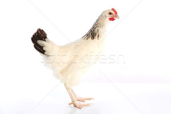 Sussex galinha original inglaterra branco natureza Foto stock © lunamarina