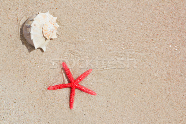 Stok fotoğraf: Denizyıldızı · plaj · yaz · tatili · semboller