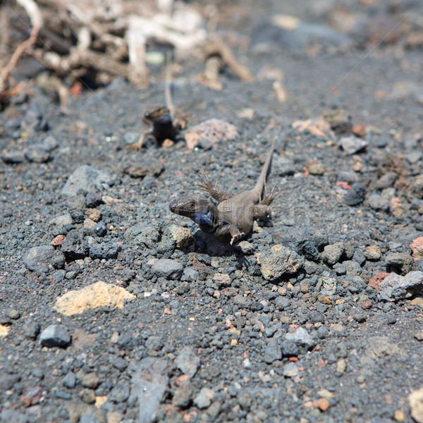 La tipic şopârlă canar insulă cer Imagine de stoc © lunamarina