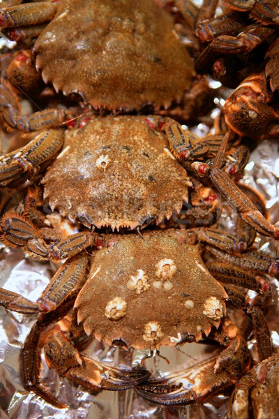 Crab from Mediterranean, texture pattern Stock photo © lunamarina