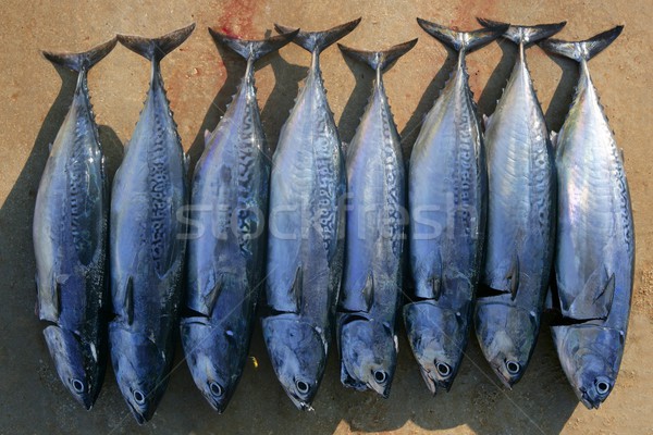 Auxis thazard fish in a row frigate tuna catch Stock photo © lunamarina