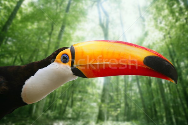 Kee billed Toucan bird colorful Stock photo © lunamarina