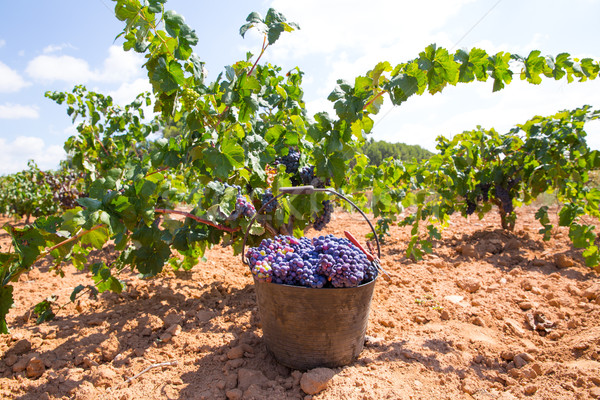 bobal harvesting with wine grapes harvest Stock photo © lunamarina