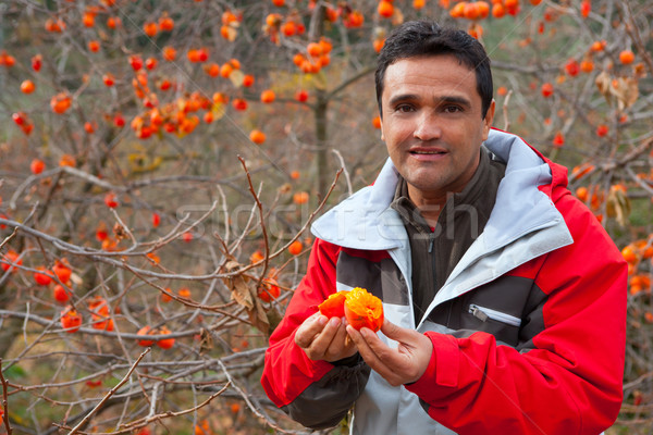 Stock photo: Latin farmer in autumn with persimmon fruits