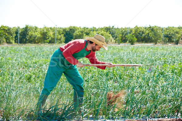 Agriculteur homme travail oignon verger houe [[stock_photo]] © lunamarina