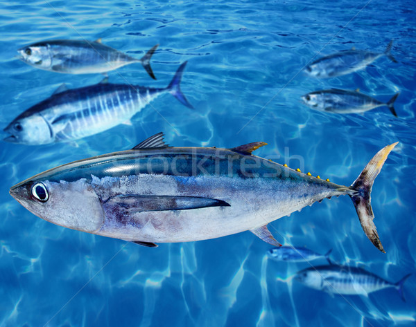 Foto stock: Peixe · atum · escolas · natureza · mar · azul