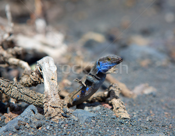 La tipic şopârlă canar insulă cer Imagine de stoc © lunamarina
