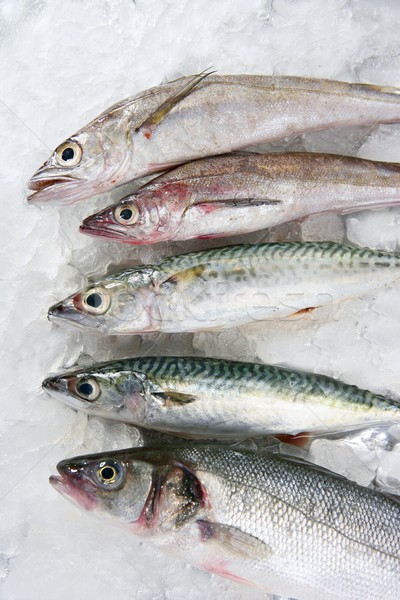 fish seafood over ice Stock photo © lunamarina