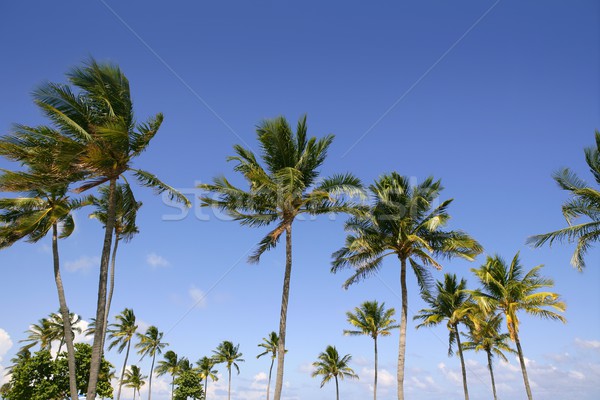 Stock photo: Blue sky palm trees in Florida tropical summer 