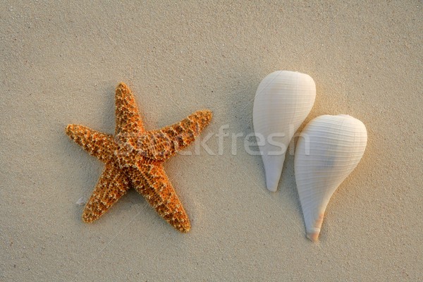 Foto d'archivio: Caraibi · spiaggia · di · sabbia · starfish · mare · conchiglie · spiaggia