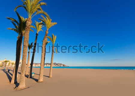 Plage Californie palmiers rive trois groupe [[stock_photo]] © lunamarina