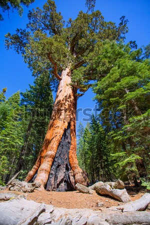 Liget Yosemite Nemzeti Park Kalifornia égbolt fa fény Stock fotó © lunamarina