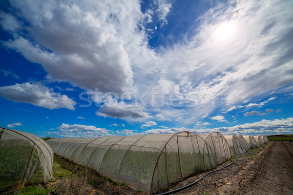 Greenhouse with chard vegetables under dramatic blue sky Stock photo © lunamarina
