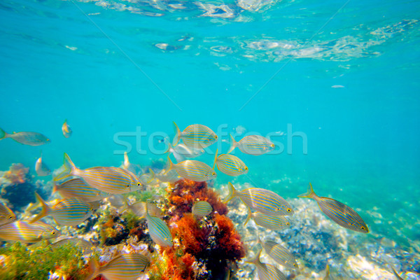 Mediterranean underwater with salema fish school Stock photo © lunamarina