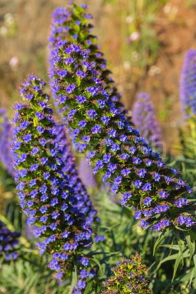 Mandrie madeira violet flori California floare Imagine de stoc © lunamarina