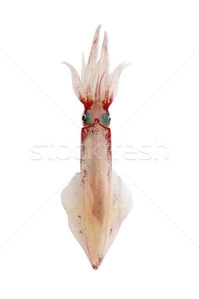 Vivo lula frutos do mar isolado branco água Foto stock © lunamarina