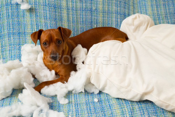 小狗 狗 咬 枕頭 商業照片 © lunamarina