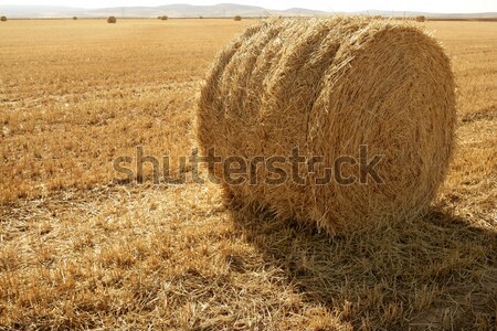 Hay round bale of dried wheat cereal Stock photo © lunamarina