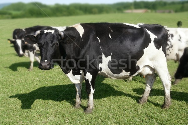 Cows on the meadow fresian cattle Stock photo © lunamarina