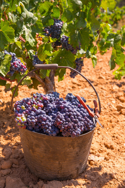 bobal harvesting with wine grapes harvest Stock photo © lunamarina