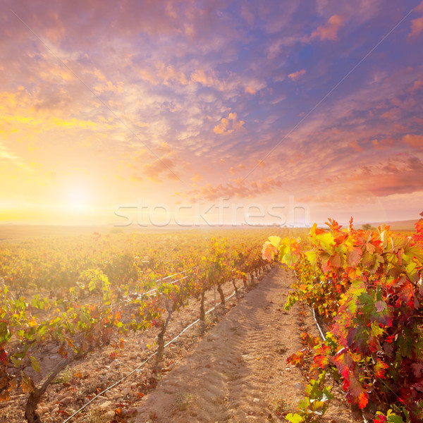 sunrise in vineyard at Utiel Requena vineyards spain Stock photo © lunamarina