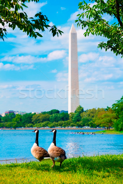 Washington Monument and Tidal Basin ducks DC Stock photo © lunamarina
