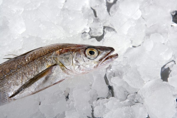 hake fish  on ice Stock photo © lunamarina