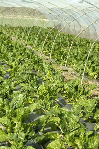 green chard cultivation in a hothouse field Stock photo © lunamarina