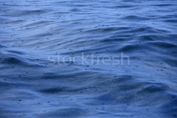 Blue sea surface on rainy day rain falling over waves Stock photo © lunamarina