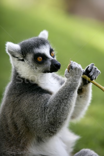 Madagascar Ring Tailed Lemur Stock photo © lunamarina