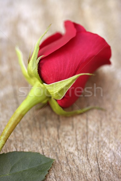 Stock photo: Red rose over old aged teak wood