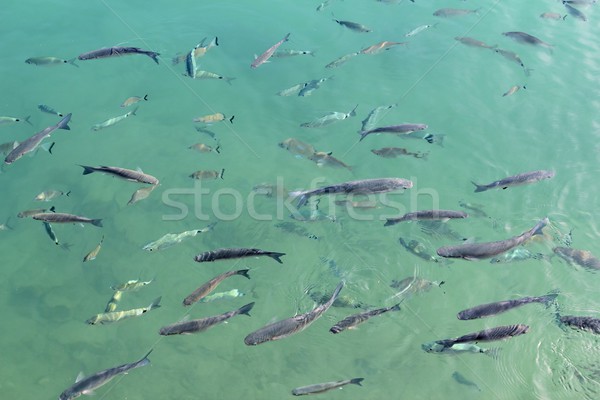 Escuela mediterráneo de agua salada puerto peces Foto stock © lunamarina